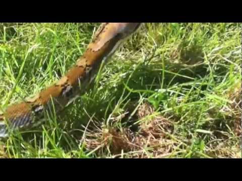 Reticulated Python Jampea outside