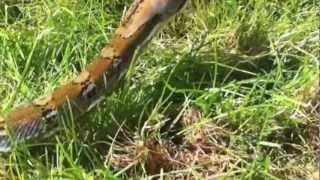 Reticulated Python Jampea outside
