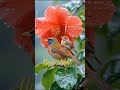 behatrin#nature #khubsurat #vayralshorts #lovesong #songlove #subscribe #