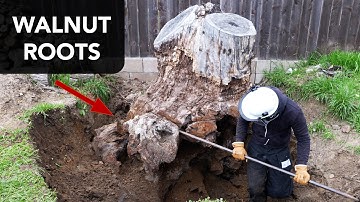 Tafel gemaakt van walnootwortel en steen