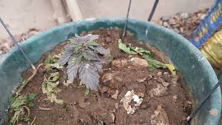 15 Jul 2023 outdoor winter grow Northern Cape, South Africa