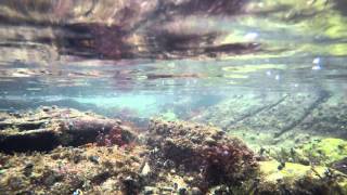 Narragansett Bay Tidal Pool