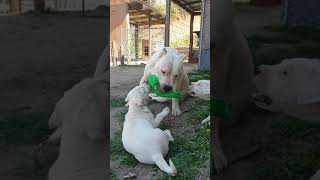 Legado De Artemis Kan playing with puppy