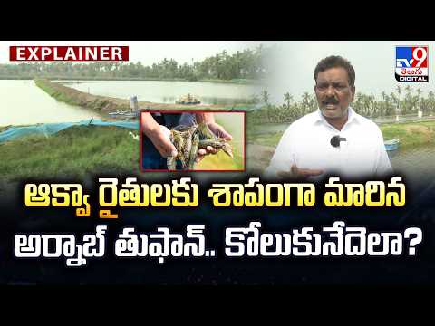Explainer : ఆక్వా రైతులకు శాపంగా మారిన అర్నాబ్ తుఫాన్...కోలుకునేదెలా? - TV9 - TV9