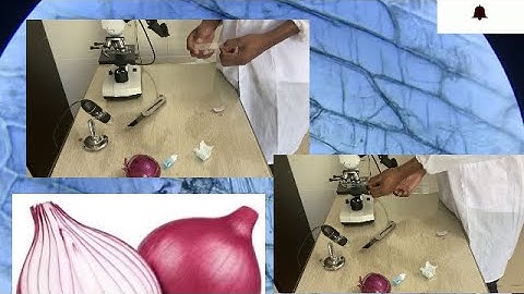 Science experiment; Onion cells under a microscope.