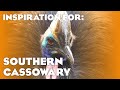 6 real southern cassowary habitats planet zoo inspiration