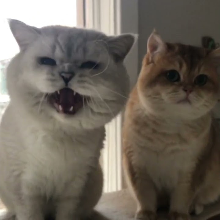 Bagaimana kucing bertanya tentang makanan favorit. Kucing lucu mengeong minta udang.