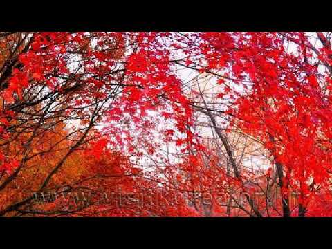 القلب ينشط للقبيح وكم ينام عن الحسن نشيد راائع معبر 