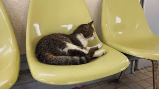 藍島で猫を探しながら散歩する