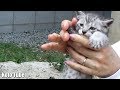 子猫!発見!小さな子ネコの世話をするグループの猫たち