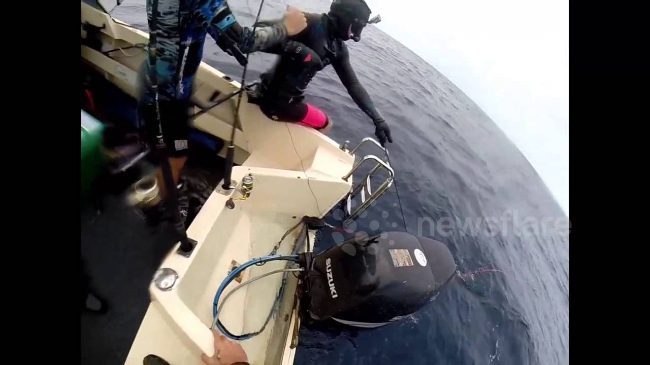 Sharks attack speargun YouTube