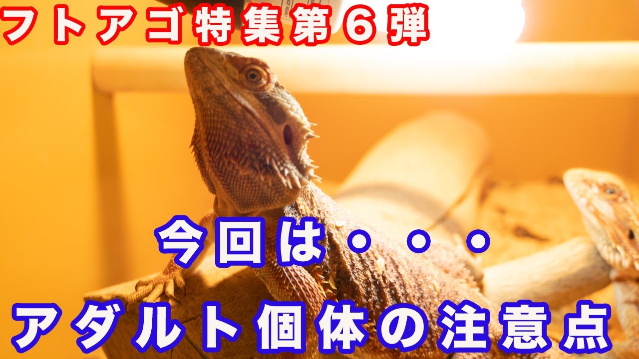 フトアゴ特集第6弾】今回は・・・アダルト個体の注意点について - YouTube