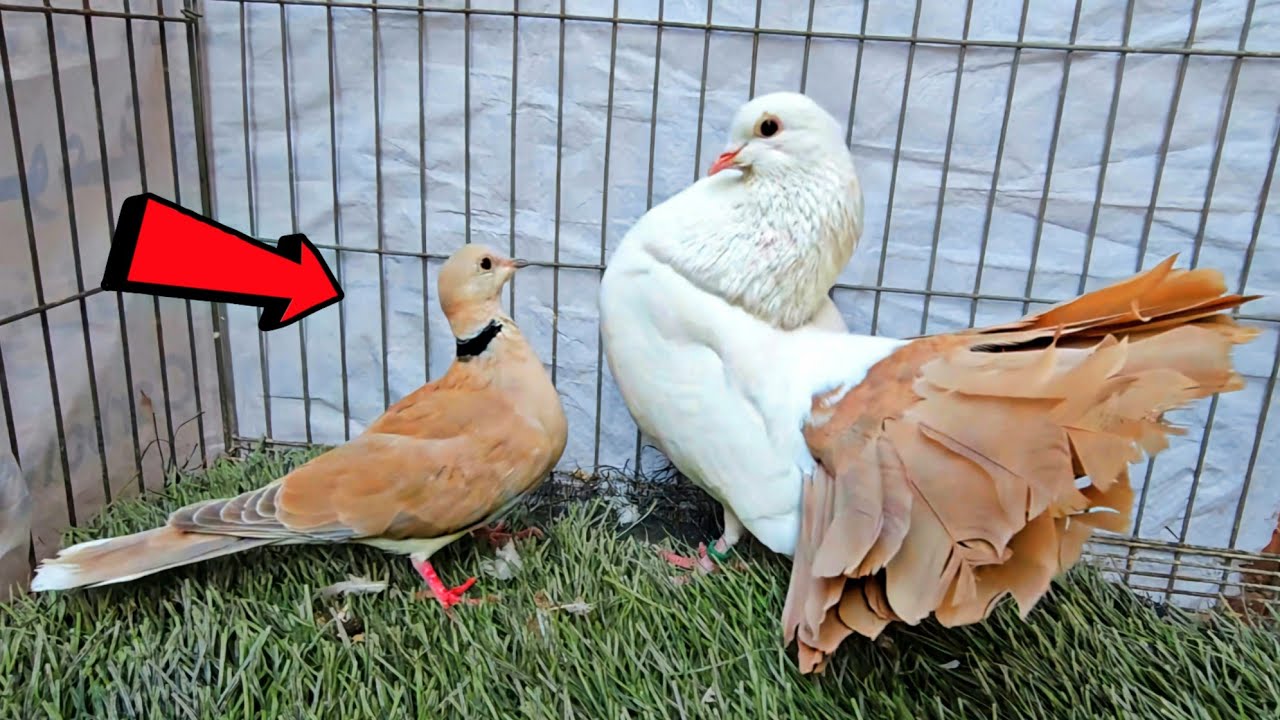 تهجين الحمام الهزاز مع اليمام القمري 😯 هانشوف تهجين جديد👌