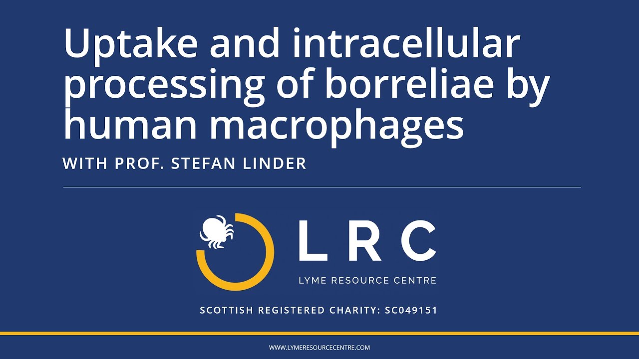Uptake and intracellular processing of Borreliae by human macrophages