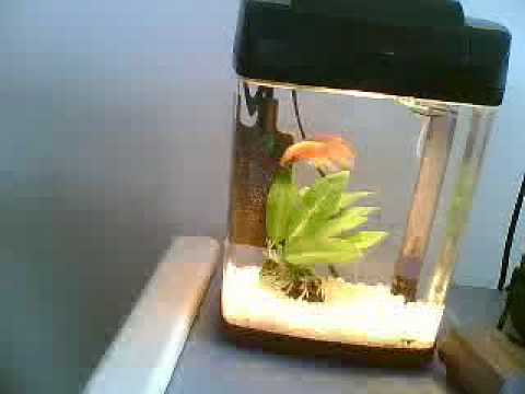 MY AWESOME BETTA IN HIS 1 GALLON TANK! - YouTube