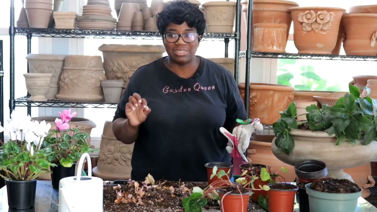 Clycamen Out of Dormancy 🌸/ Potting Up a Blood Good Orange 🍊Hummingbird  Garden Queen