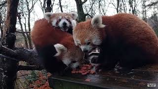 The cubs are leaving home!