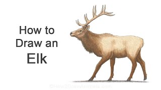 How to Draw an Elk | Colored Pencil Tutorial
