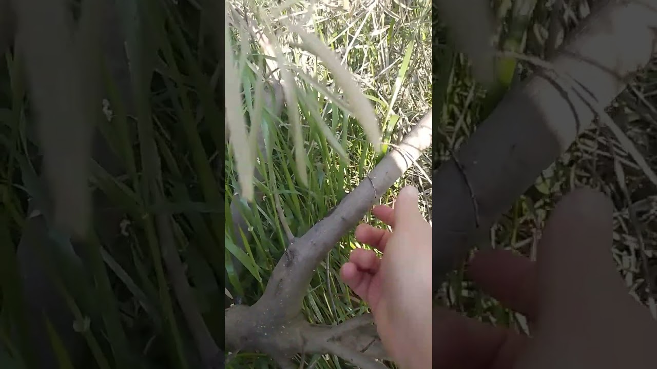 El barrenillo o palomilla del olivar.