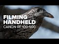 Filming handheld | Canon RF 100-500 and R5 | Bird videography | Nutcracker