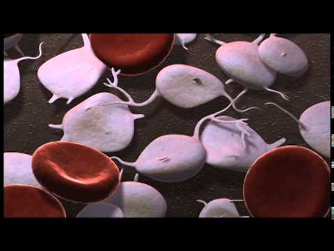 Vidéo: Qu'est-ce que le sang désoxygéné signifie ?