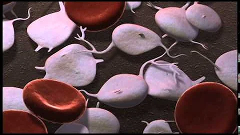 Qu'est-ce que le sang séché ?