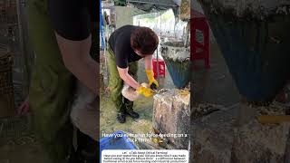 Duck Force‑Feeding – The Controversial Method Behind Foie Gras! 🦆🍽️