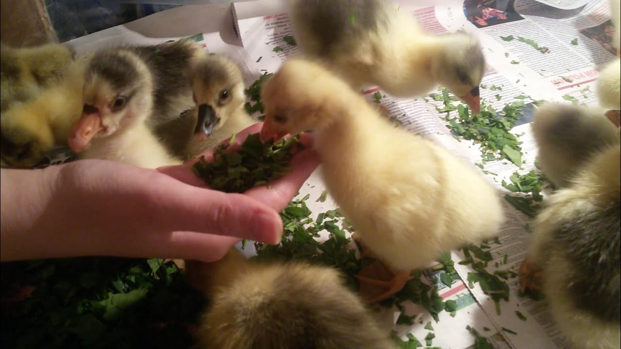 Гусь с гусятами. Двухнедельные мускусные утята. Гусята недельные. Гусята первые дни. Гусята первые дни.