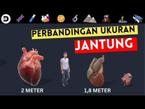 Seberapa Besar Ukuran Jantung Manusia