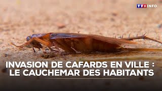 Invasion De Cafards En Ville Le Cauchemar Des Habitantstf1 Info