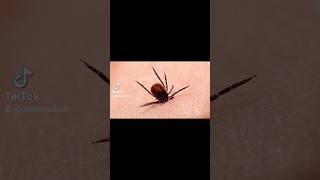¿Cómo se contagia #Lyme? #garrapatas #dermatologo #onderm #borrelia #cuidadodelapiel #insectos #mty