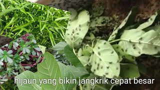 Various types of greens that make crickets grow quickly, according to Mrono Mrene Ubet