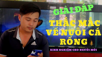 Nuôi cá rồng: Giải đáp thắc mắc về vấn đề nuôi cá rồng l Thế Nam l Q&A about arowana