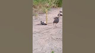 BANYAK DAPAT BURUNG WAK RUAK