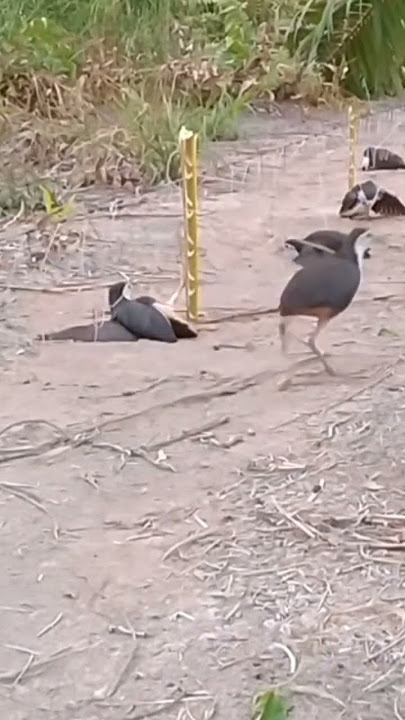 BANYAK DAPAT BURUNG WAK RUAK