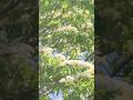 みずきのお花