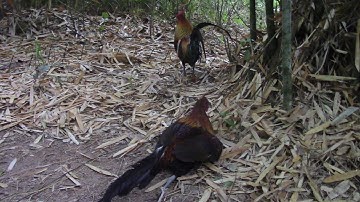 ต่อไก่ป่า dib qaib qus mag zoo heev thiab khawb nas kos 23/12/2019