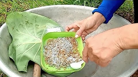 Chia sẻ cách thuốc chuột cắn phá lúa rất hiệu quả.