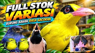 BURUNG BAHAN RASA GACORAN‼️FULL STOK FULL VARIASI‼️
