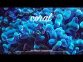LiQWYD - Coral [Official]