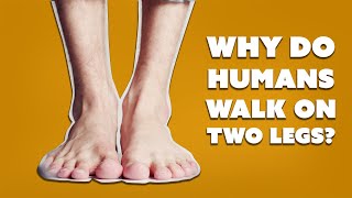Why Do Humans Walk On Two Legs?