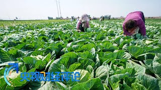 《央视财经评论》 20230620 多地强降雨 如何护好“米袋子”“菜篮子”？| 财经风云