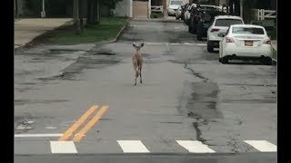 Deer spotted running down the street in Grasmere, Staten Island