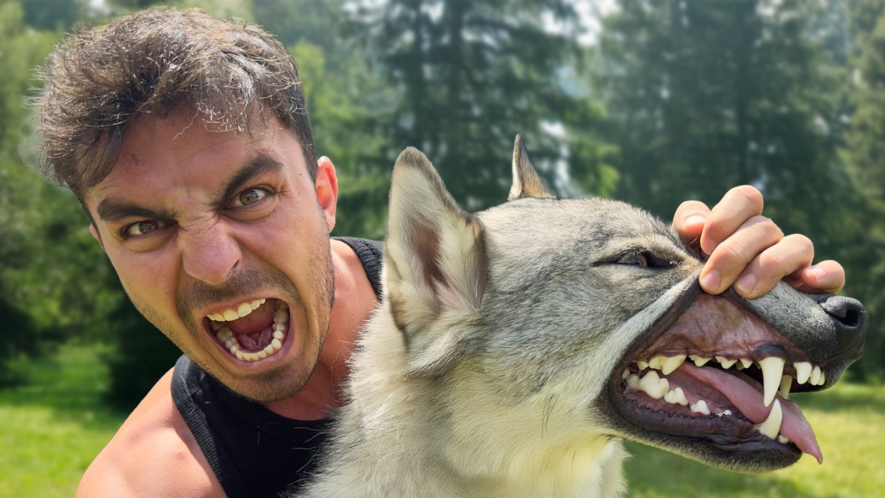 KURTLARLA VAHŞİ HAYVAN İZİ SÜRDÜK! 