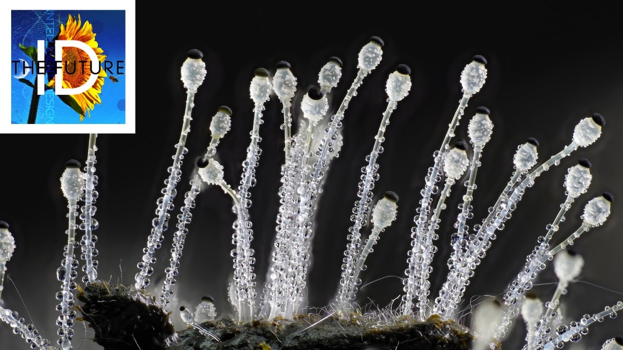 Missiles & Jackhammers: How Plants Spread Themselves Far and Wide