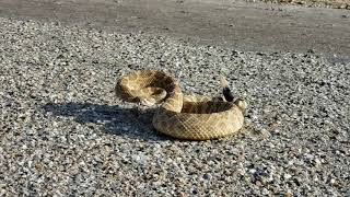 (#66) Public Service Announcement from Jake Wozcak and Crotalus Oreganus