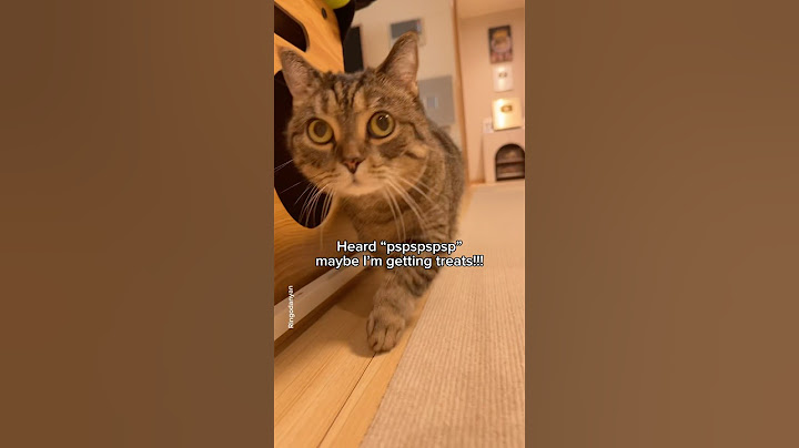 This is a total betrayal!😾 #shorts #cat #funny