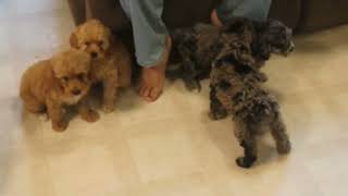 Cockapoo Puppies For Sale