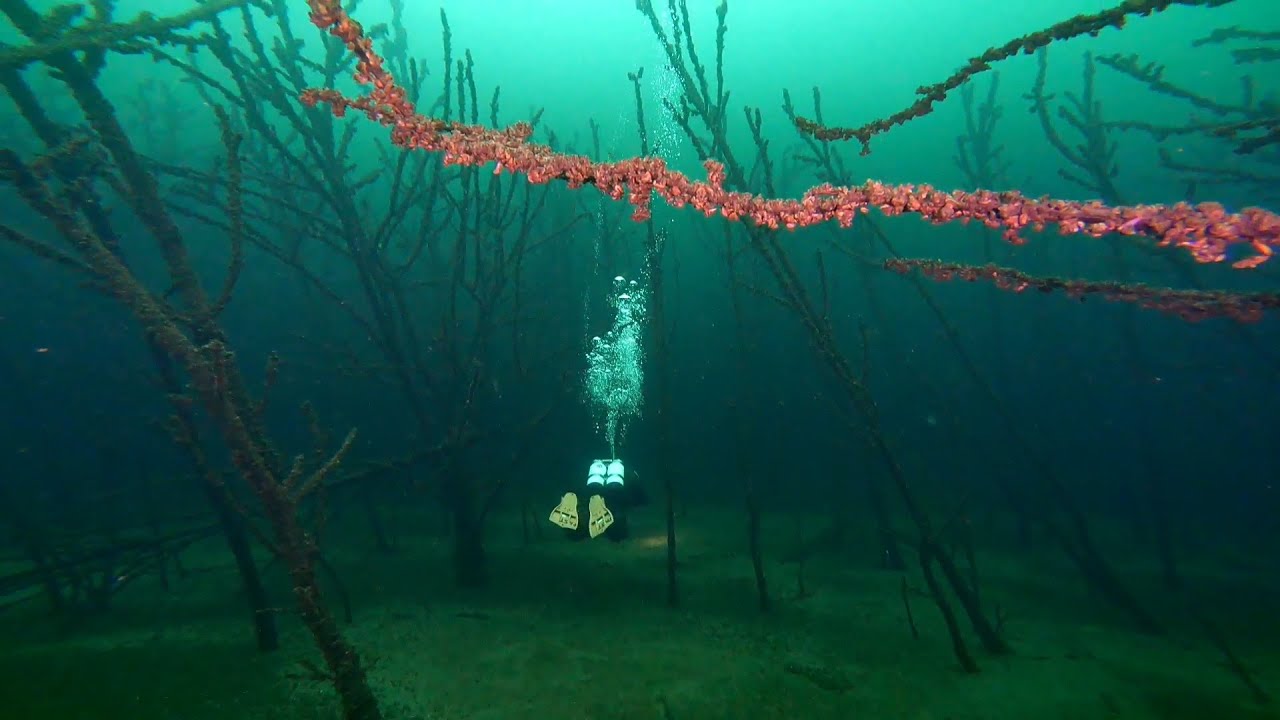 Geiseltalsee zatopený les. 3.4.2025