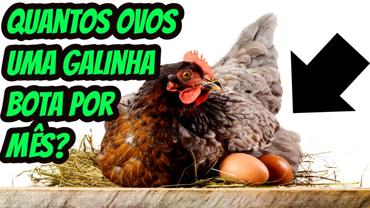 Quantos Ovo A Galinha Bota Por Dia - RETOEDU